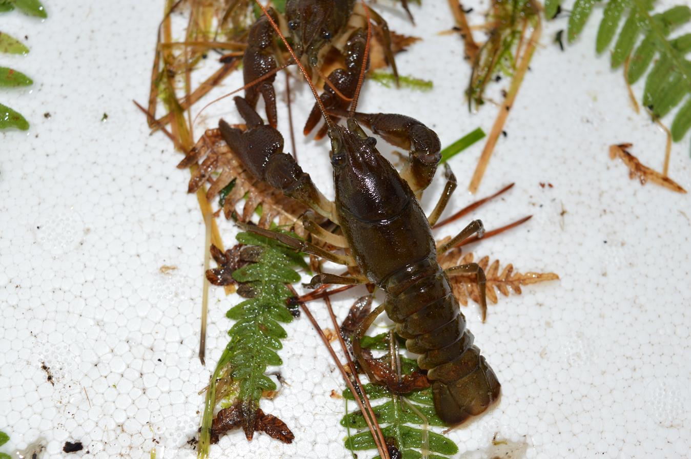 White-Clawed Crayfish