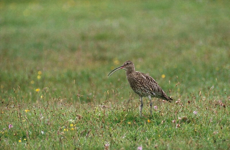 Curlew Distance RSPB