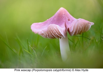 Waxcap fungi, photo by Alex Hyde