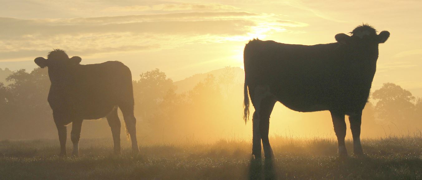 Autumn Cows