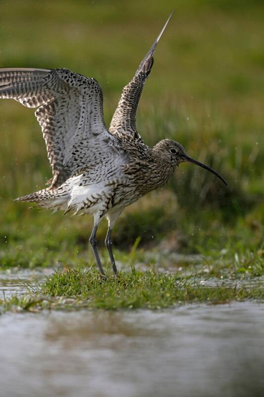 Curlew Takeoff RSPB