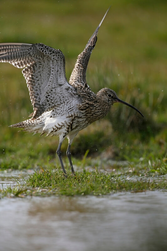 Curlew Takeoff RSPB