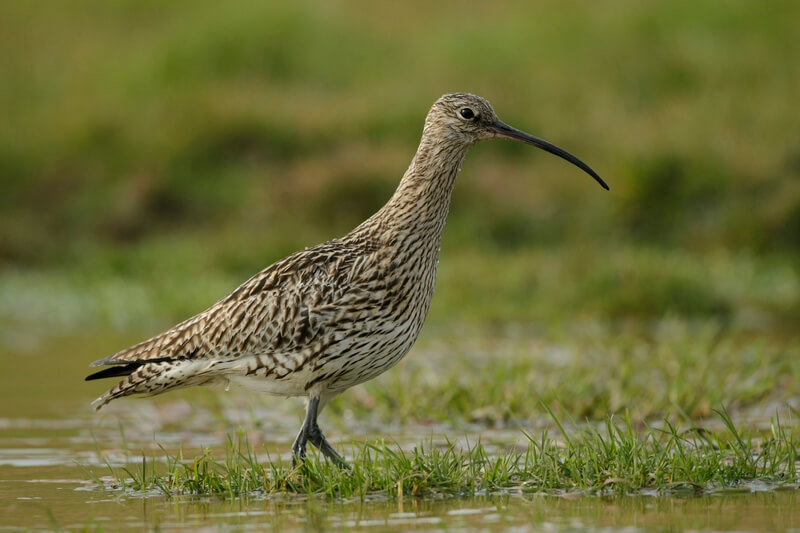 Curlew Wading RSPB