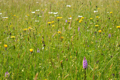 Hay Meadow