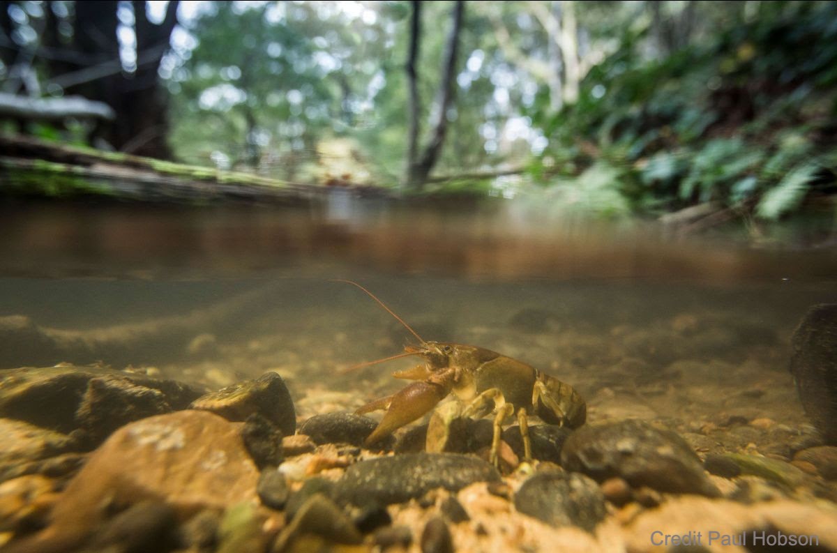 Paul Hobson Crayfish