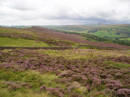 Roaches moor