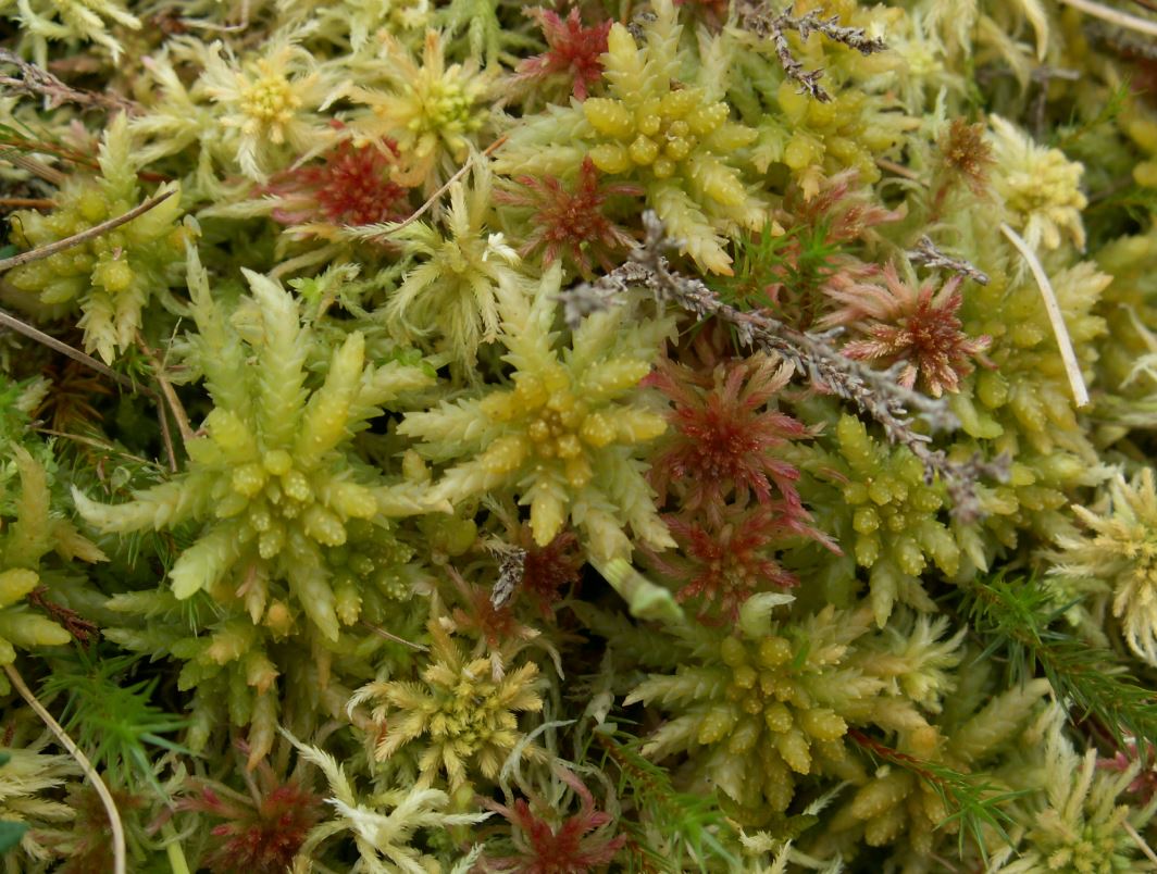 sphagnum planting