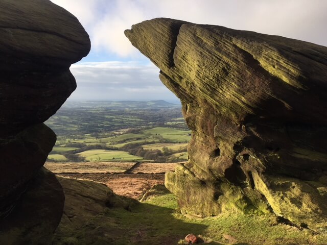 Sunny Roaches