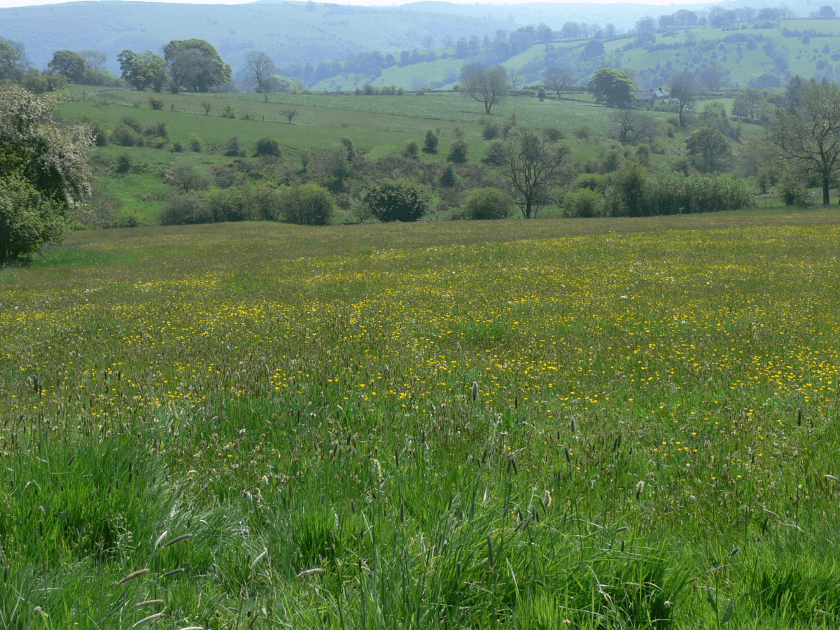 Warslow Hay Meadow