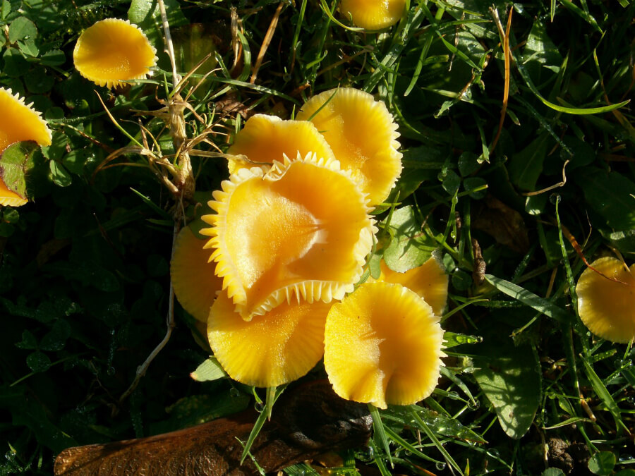 Yellow Waxcap