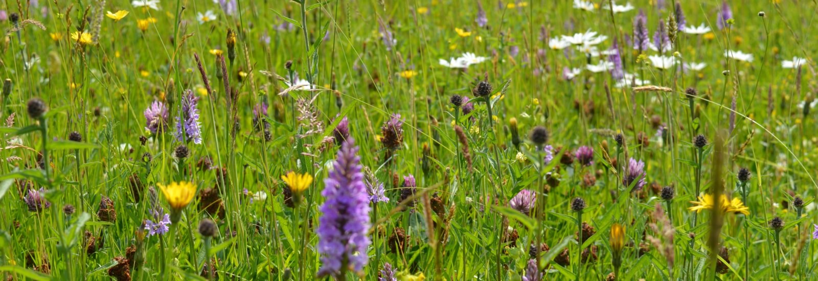 glorious grasslands