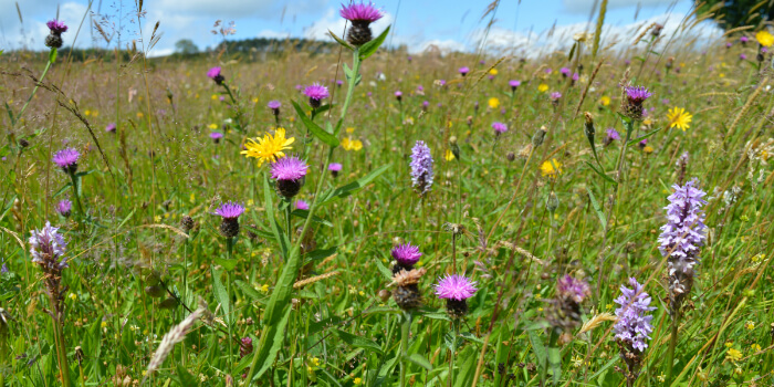 glorious grasslands