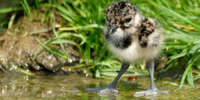 working for waders