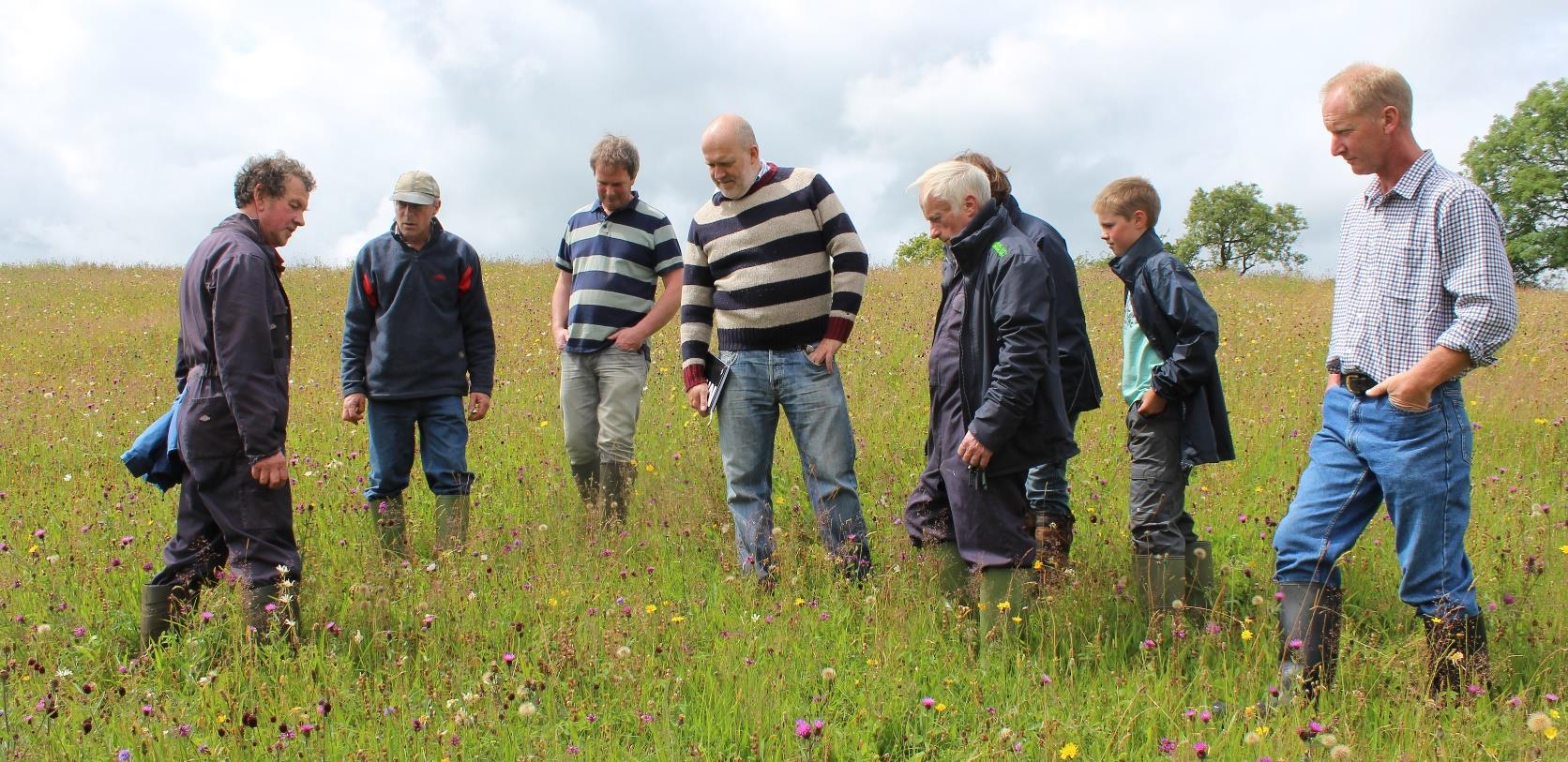 NFN 2 Meadow Chat