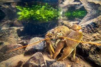 white-clawed crayfish