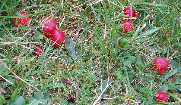 Scarlet Waxcap